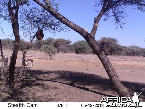 Baboon Trail Camera