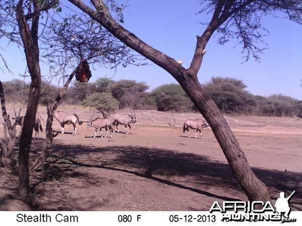 Gemsbok Trail Camera