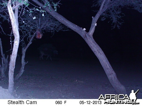 Cape Eland Trail Camera