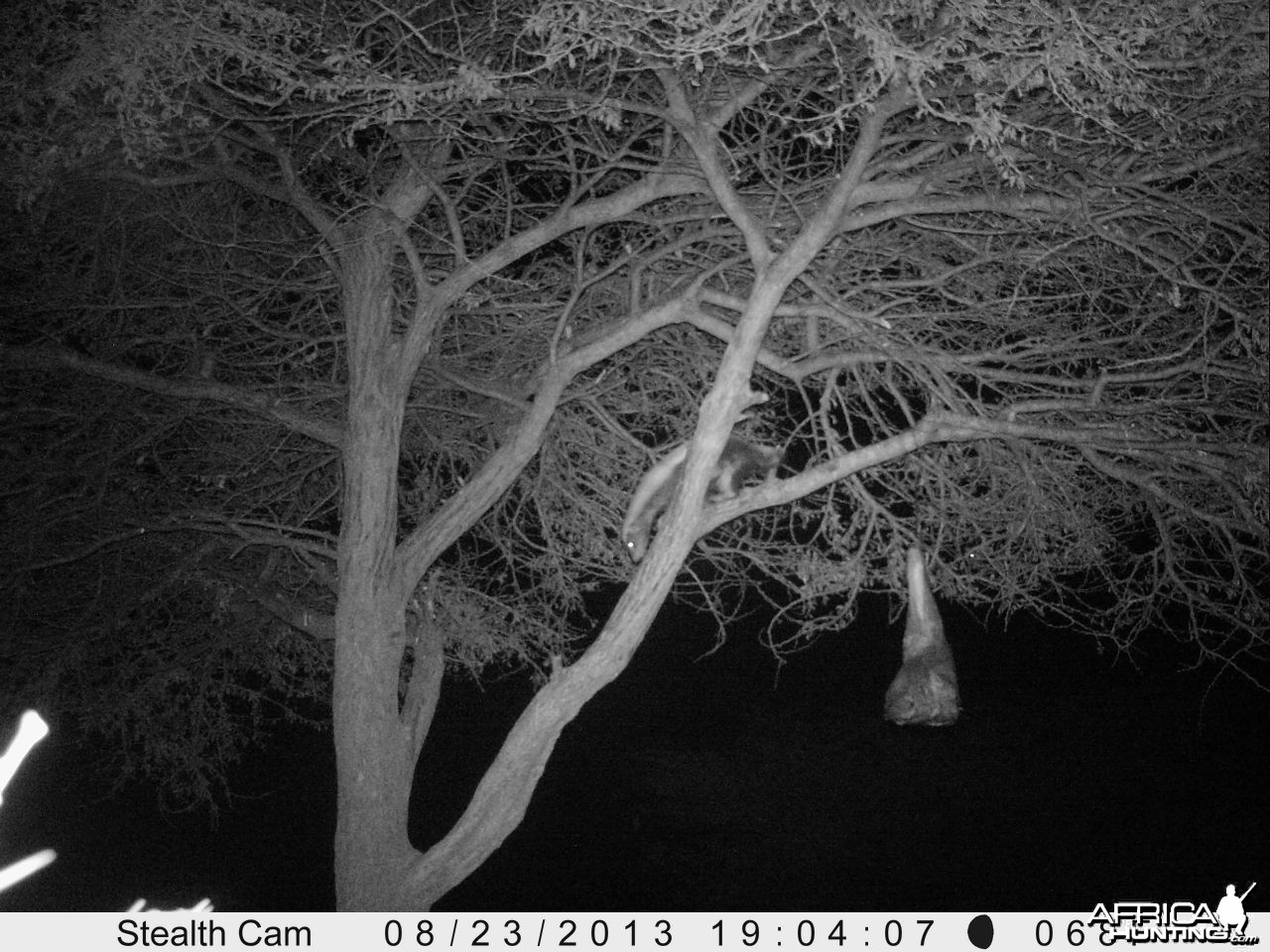 Honey Badger Trail Camera