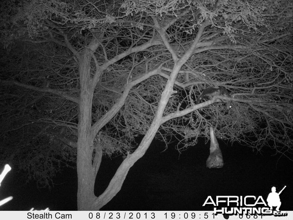 Honey Badger Trail Camera