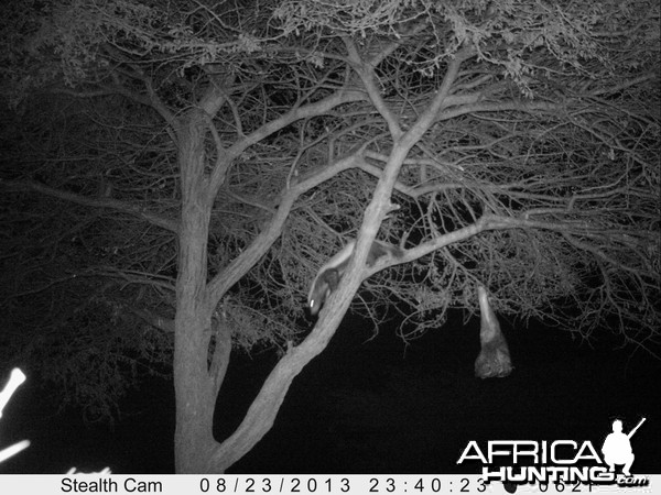 Honey Badger Trail Camera