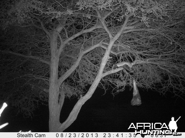 Honey Badger Trail Camera