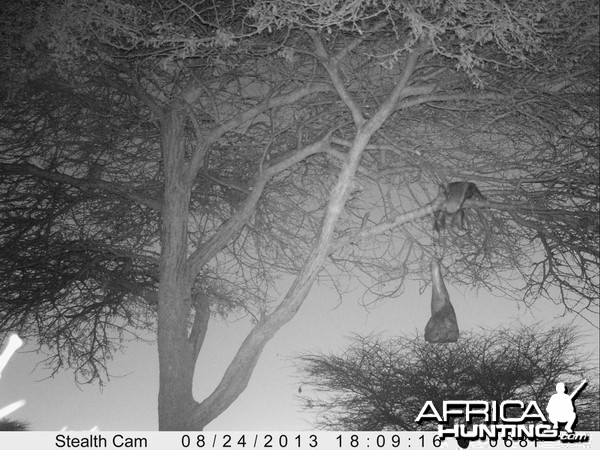 Honey Badger Trail Camera