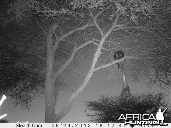 Honey Badger Trail Camera