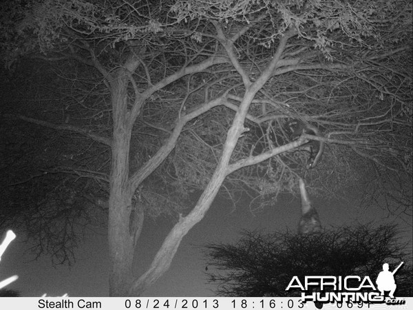 Honey Badger Trail Camera