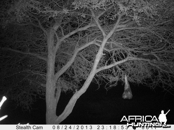 Honey Badger Trail Camera