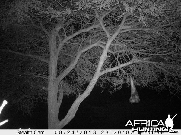 Honey Badger Trail Camera