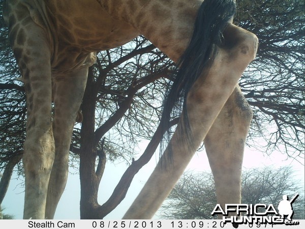 Giraffe Trail Camera