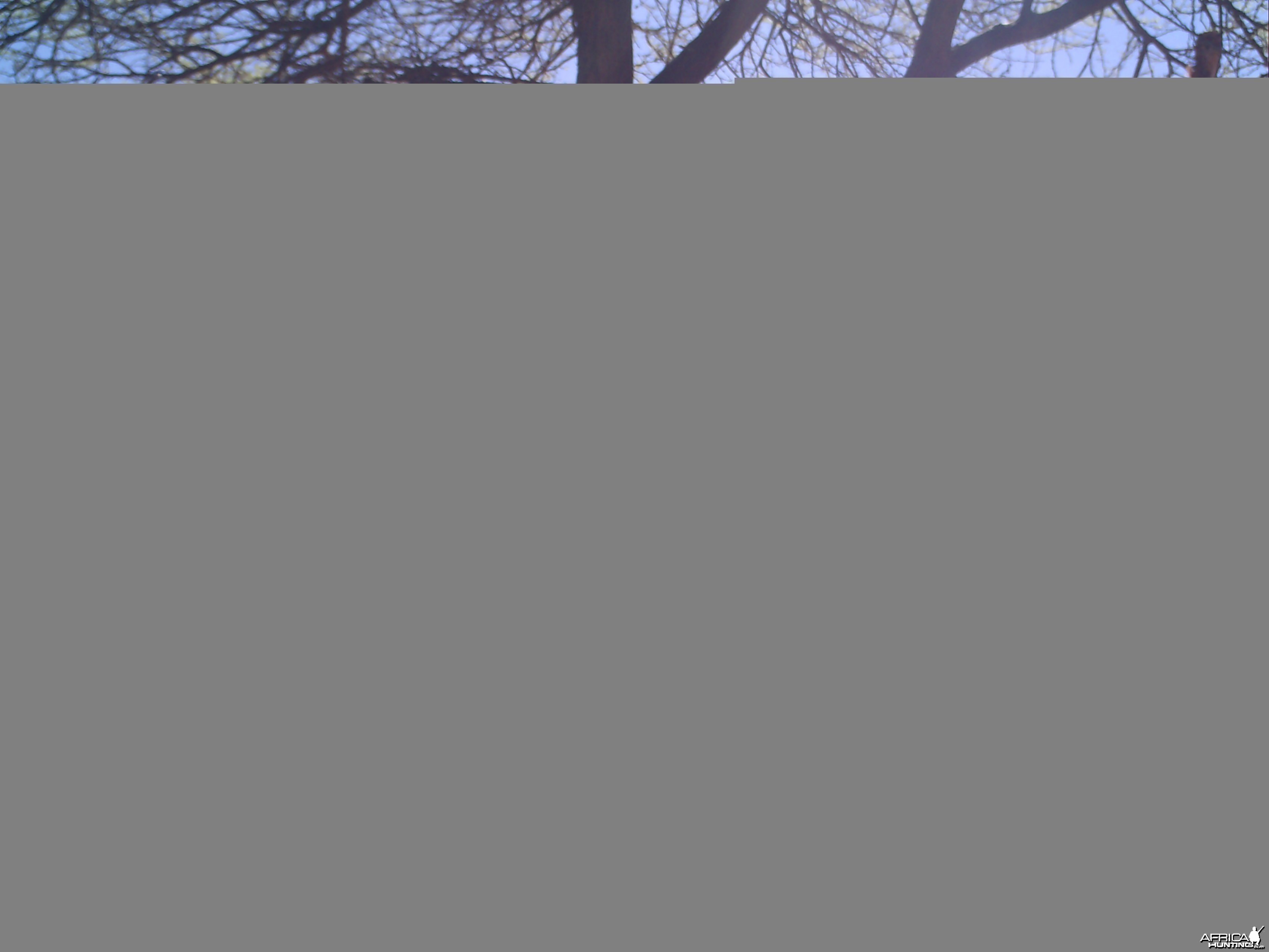 Warthog Trail Camera