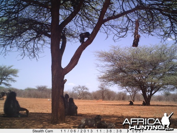 Baboon Trail Camera