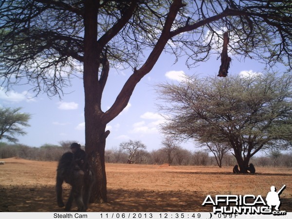 Baboon Trail Camera