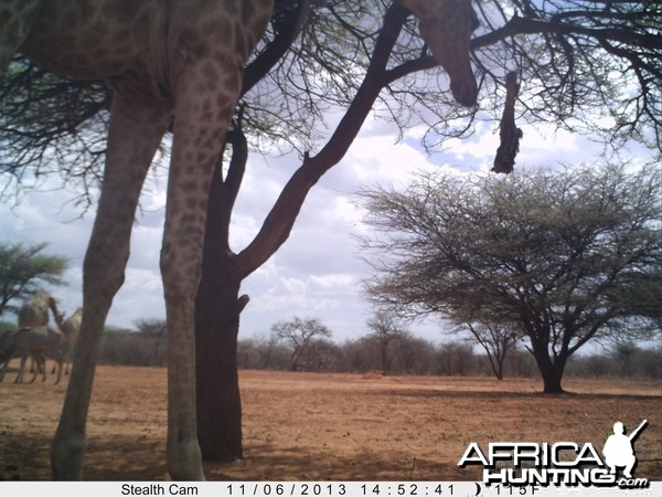 Giraffe Trail Camera