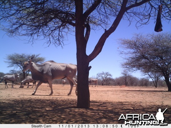 Cape Eland Trail Camera