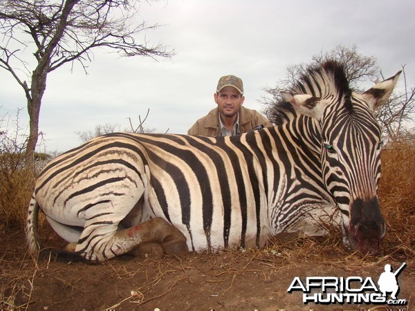 Hunting Zebra