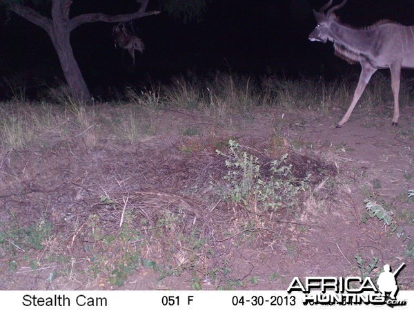 Greater Kudu Trail Camera