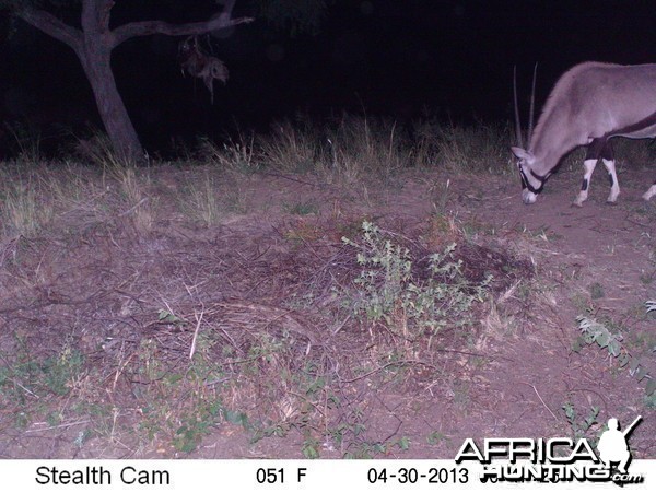 Gemsbok Trail Camera