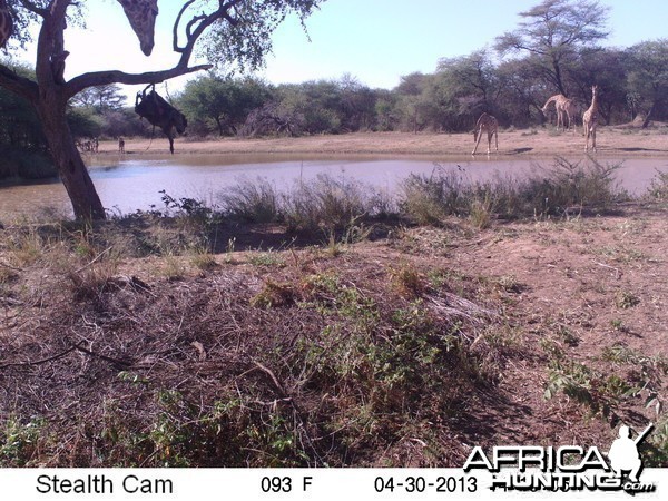 Giraffe Trail Camera