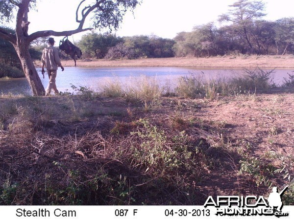 Checking Leopard Bait Trail Camera