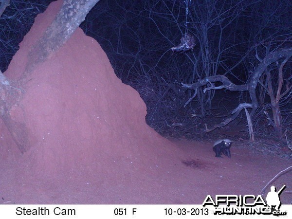 Honey Badger Trail Camera