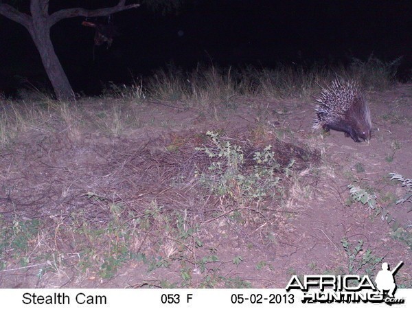 African Porcupine Trail Camera