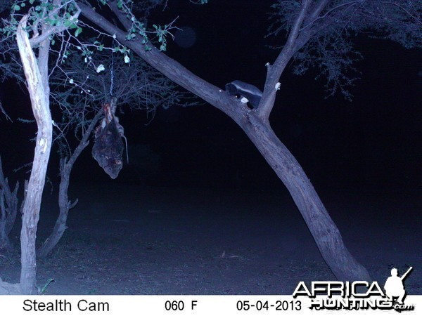 Honey Badger Trail Camera