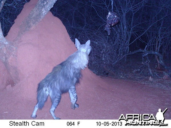 Brown Hyena Trail Camera