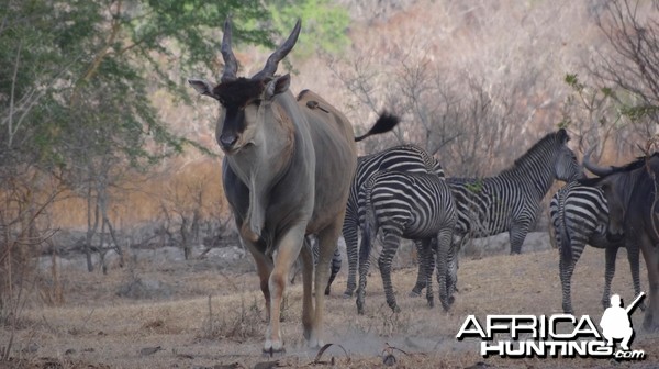 East African Eland