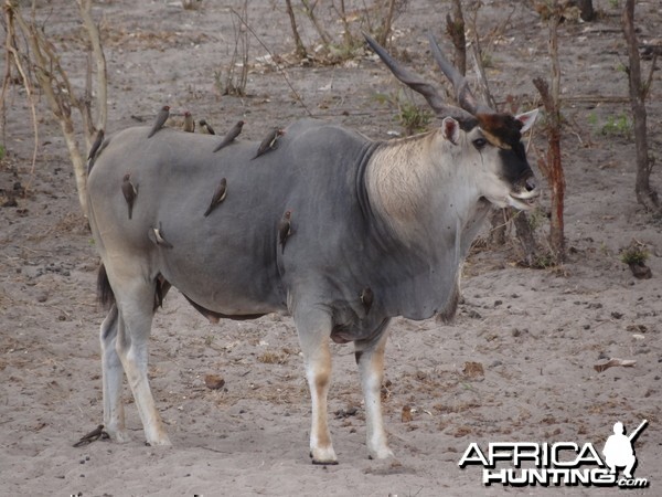 East African Eland