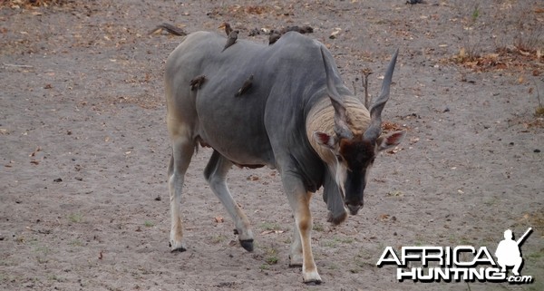 East African Eland