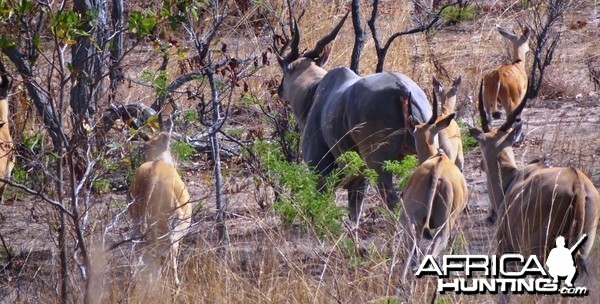 East African Eland