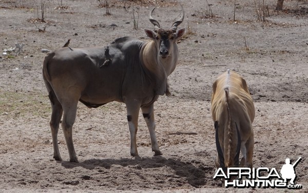 East African Eland