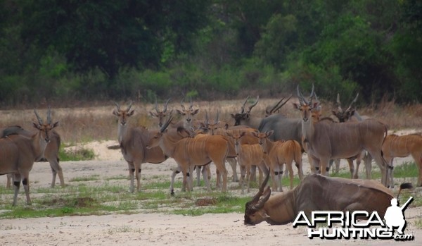 East African Eland dying