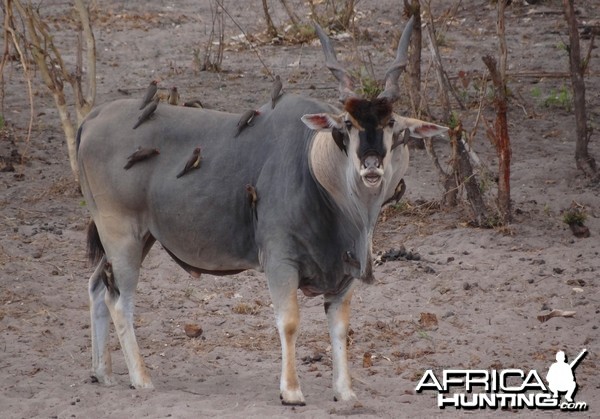 East African Eland looking for sexual effluvia