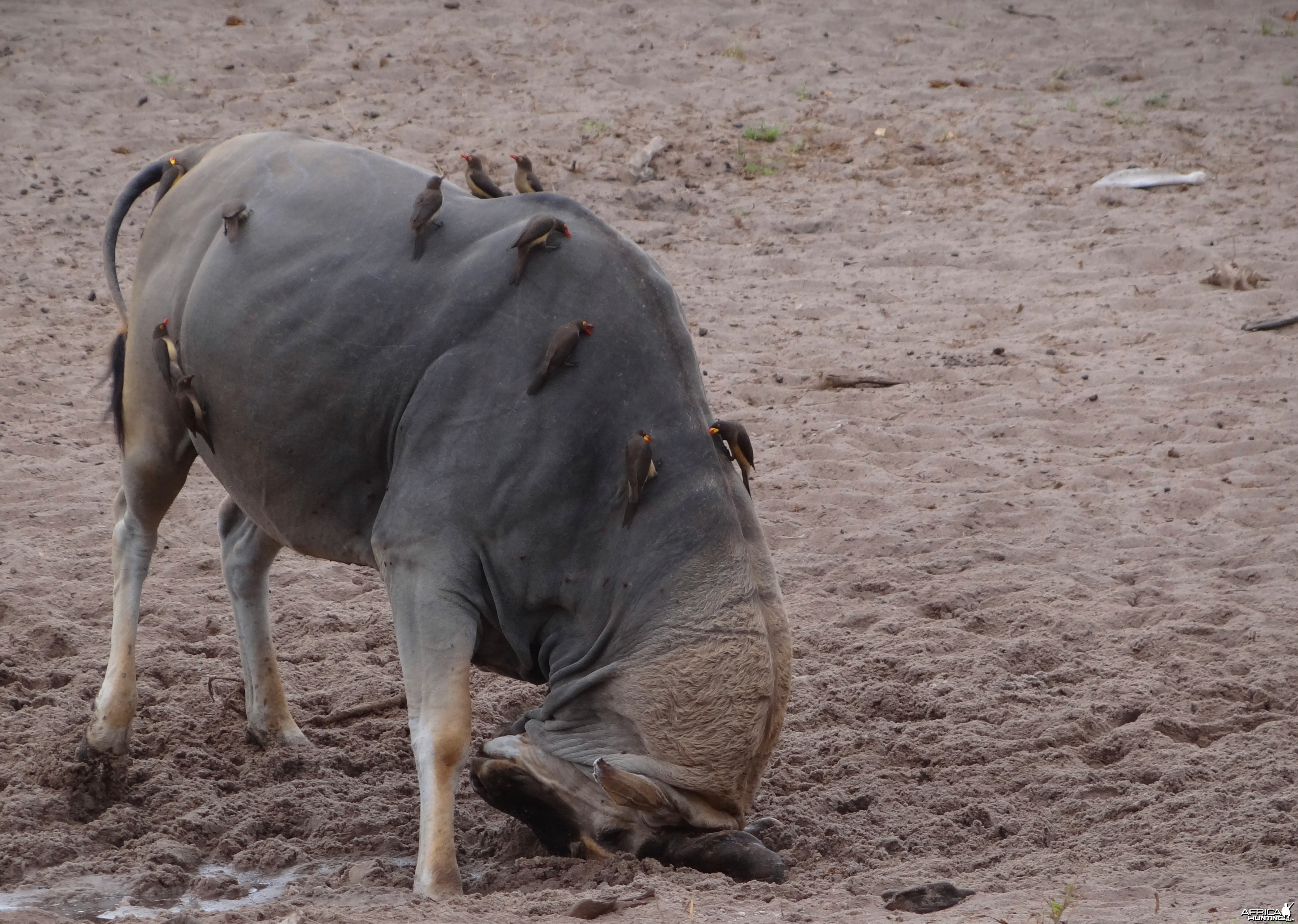 East African Eland marking territory