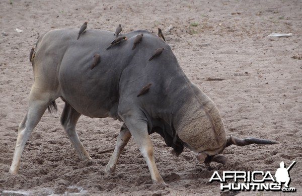 East African Eland marking territory