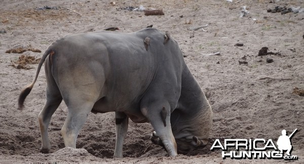 East African Eland marking territory