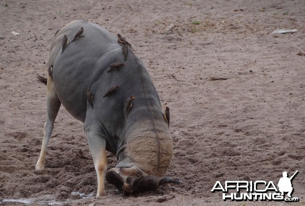 East African Eland marking territory