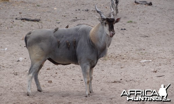 East African Eland