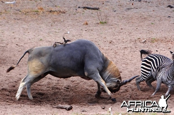 East African Eland chasing zebra