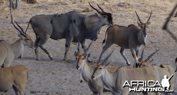 East African Eland