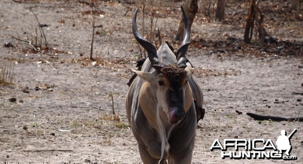 Young East African Eland bull