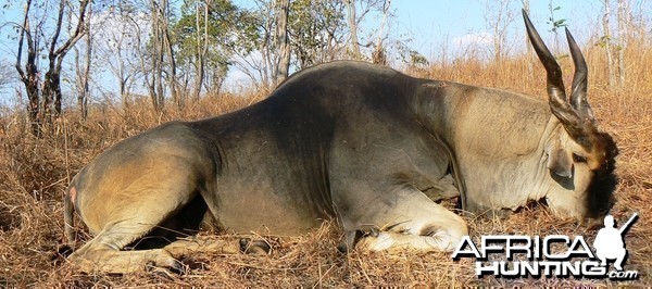 Huge bodied East African Eland