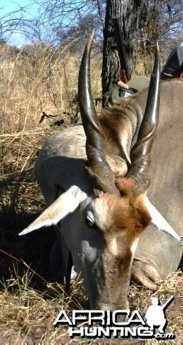 Eland