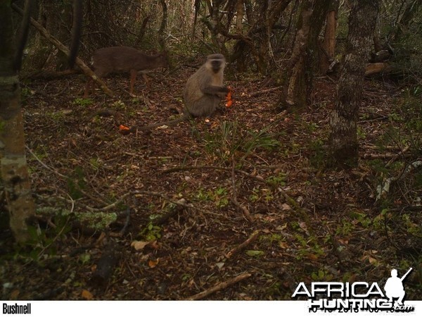 Blueduiker and Vervet monkeys feeding together