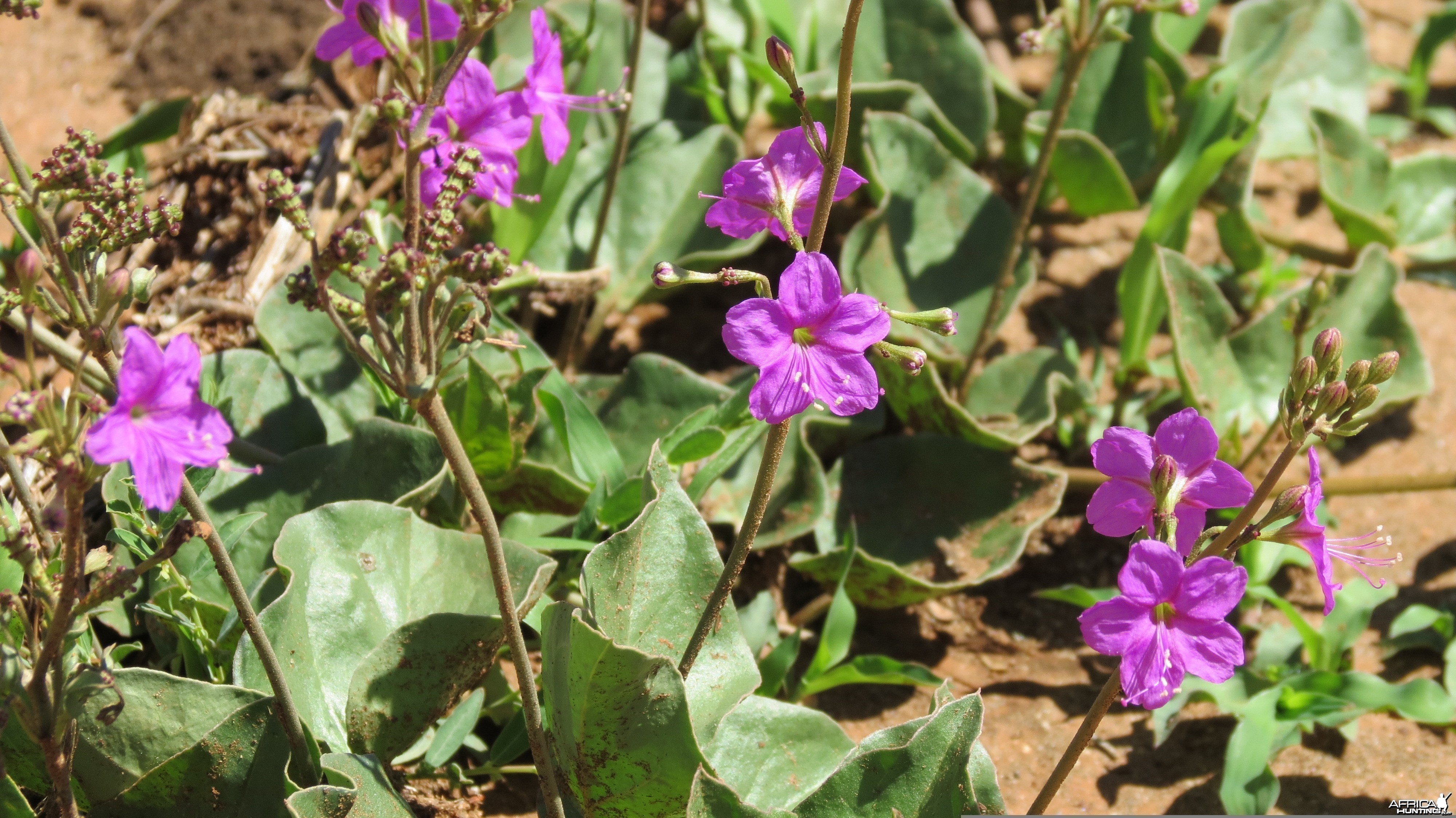 Flowers Namibia