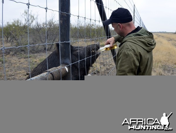 Feral Hog Bait