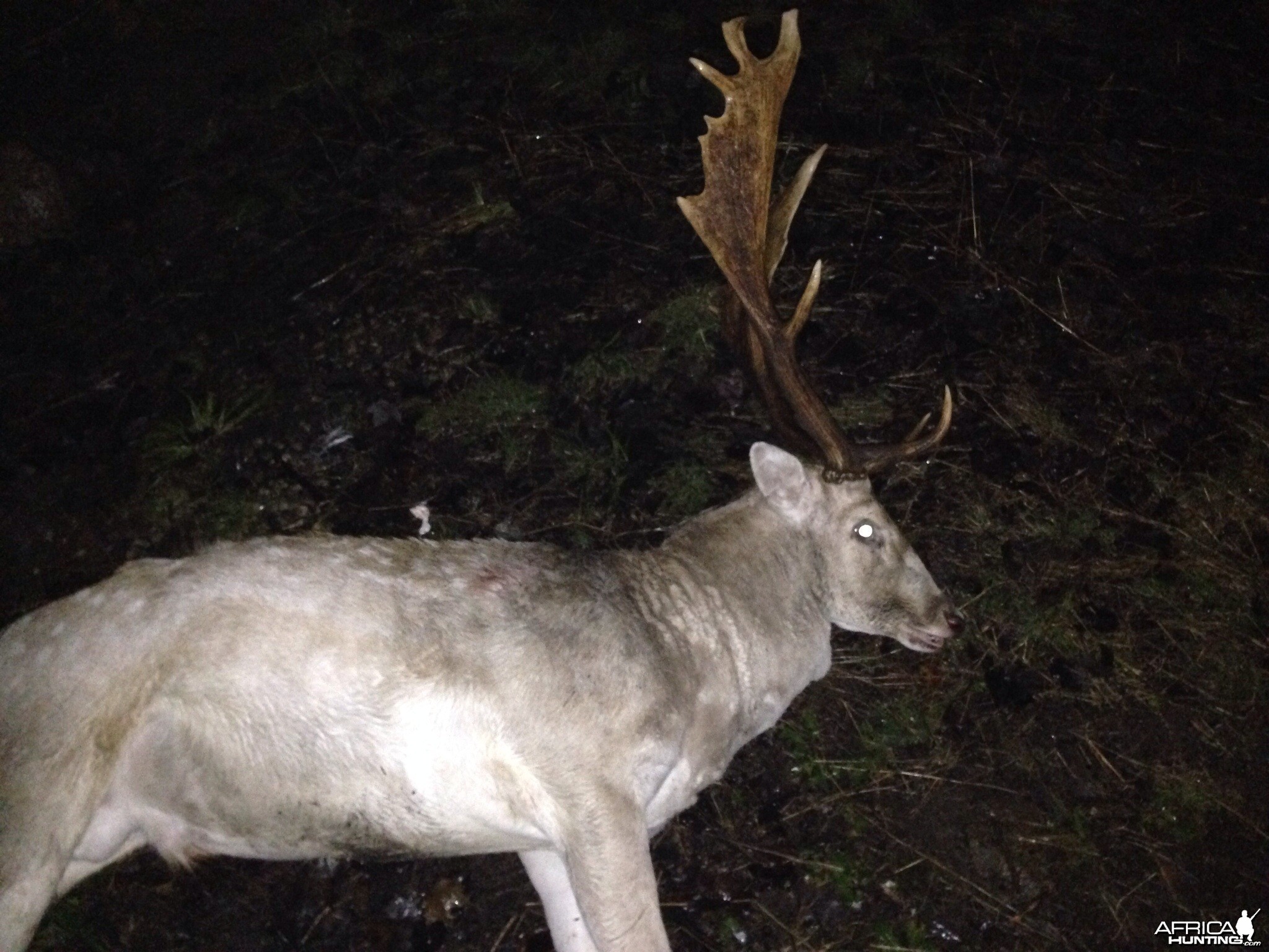 Spotted Fallow Deer