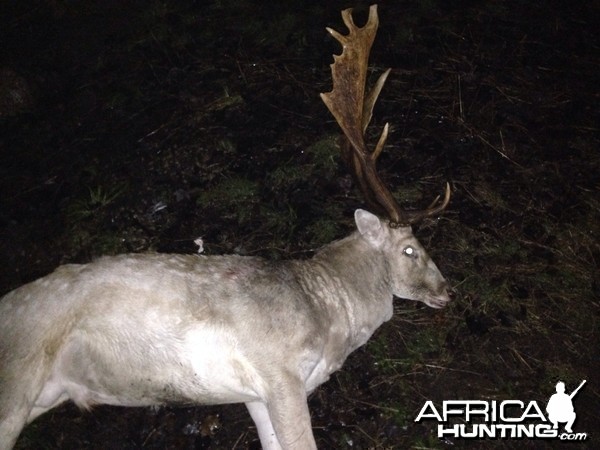 Spotted Fallow Deer