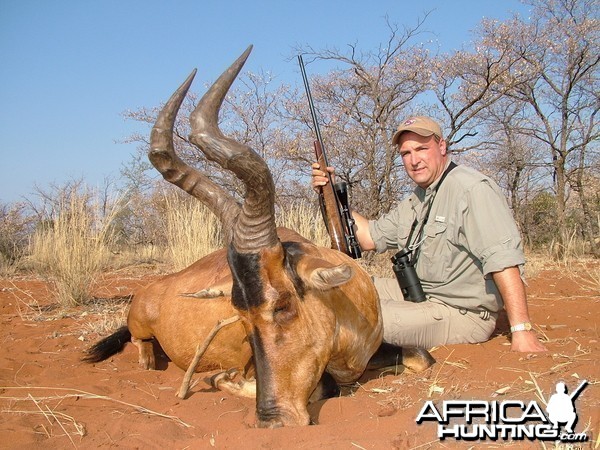 Red Hartebeest ~ Limpopo Valley, RSA